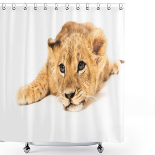 Personality  Adorable Lion Cub Lying Isolated On White Shower Curtains