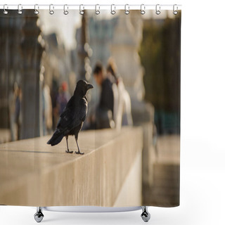 Personality  Black Crow Sitting On The Concrete Parapet Against The Background Of City Shower Curtains
