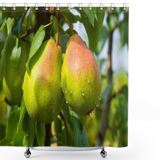 Personality  Juicy Pears On Tree Shower Curtains