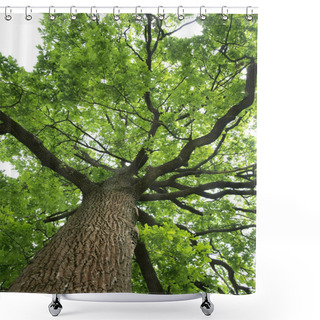 Personality  Green Oak Tree Shower Curtains