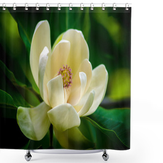 Personality  Spring Magnolia Tree Flower Shower Curtains