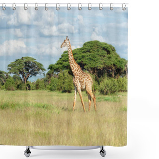 Personality  Giraffe In Safari Park In Africa Shower Curtains