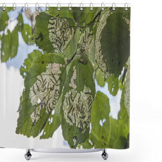 Personality  Tent Caterpillars On Leaves Shower Curtains