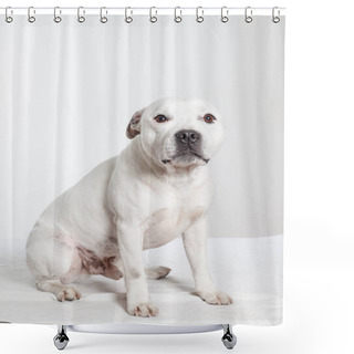 Personality  Cute White Amstaff Staffy Sitting In Studio Looking Little Bit Sad With White Background Shower Curtains