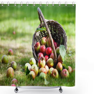 Personality  Apples In Basket Shower Curtains