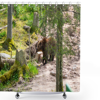 Personality  Wild Adult Brown Bear ( Ursus Arctos ) In The Summer Forest. Shower Curtains