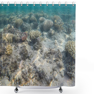 Personality  Underwater World Of The Red Sea In Egypt Shower Curtains