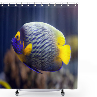 Personality  Yellow-faced Angelfish (Pomacanthus Xanthometopon) Shower Curtains