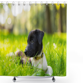 Personality  Cute And Adorable Border Collie Puppy Playing In The Park. Beautiful Green Lawn, Green Grass Background. Shower Curtains
