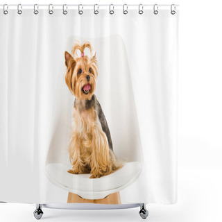 Personality  Funny Yorkshire Terrier Sitting On Chair Isolated On White Shower Curtains