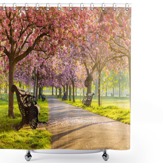 Personality  Benches On A Path With Green Grass And Cherry Blossom Or Sakura Flower. Shower Curtains