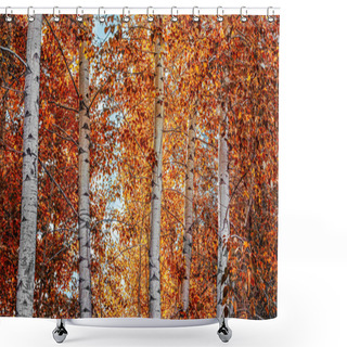 Personality  Colorful Autumn Forest  Shower Curtains