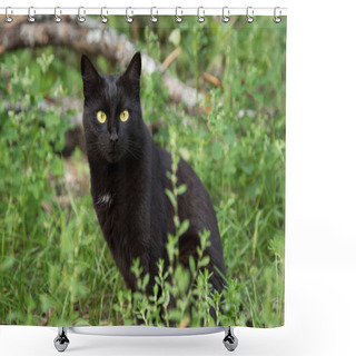 Personality  Beautiful Bombay Black Cat Portrait In Green Grass. Outdoors, Nature Shower Curtains