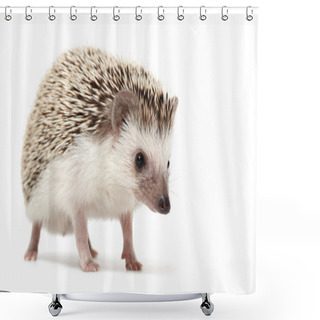 Personality  Hedgehog Sniffing Around Shower Curtains