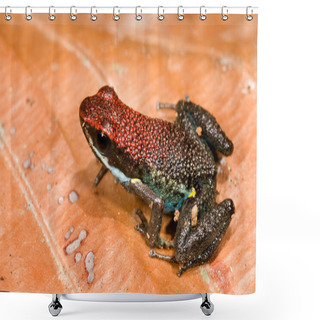 Personality  Poison Frog Shower Curtains