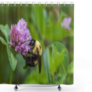 Personality  Bumblebee On A Clover Flower Shower Curtains