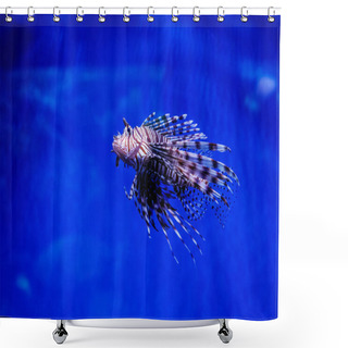 Personality  Fish Lionfish - Zebra, Pterois Volitan Shower Curtains