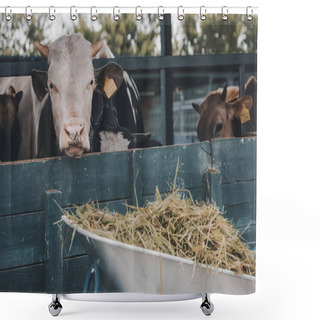 Personality  Close-up View Of Wheelbarrow With Dry Grass And Cows In Stall At Farm Shower Curtains
