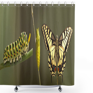Personality  Panoramic View Of Transformation Of Common Machaon Butterfly Emerging From Cocoon On Blurred Background Shower Curtains