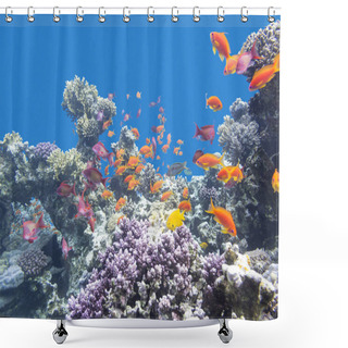 Personality  Colorful Coral Reef With Shoal Of Fishes Scalefin Anthias In Tropical Sea, Underwater Shower Curtains