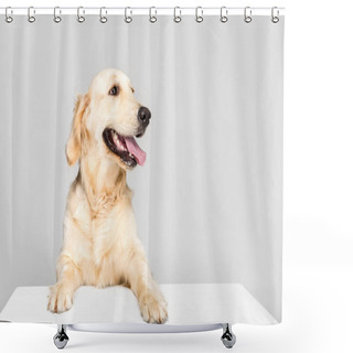 Personality  Dog With Empty Blank Shower Curtains