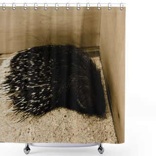 Personality  Dangerous And Wild Porcupine Sitting In Zoo Shower Curtains
