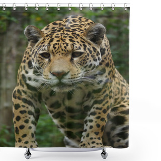 Personality  Jaguar - Panthera Onca Shower Curtains