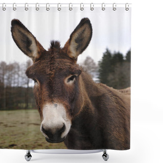 Personality  Portrait Of A Brown-nosed Donkey With White Nose, With Big Ears Shower Curtains