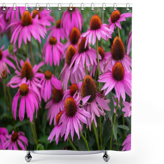 Personality  Echinacea Purpurea Flowering Coneflowers, Group Of Ornamental Medicinal Plants In Bloom, Spiny Center Shower Curtains