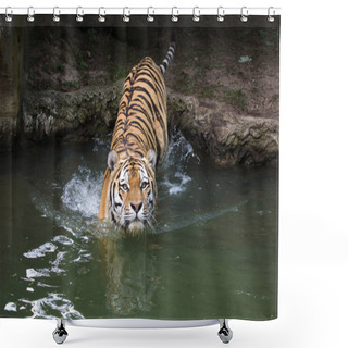 Personality  Siberian Tiger (Panthera Tigris Altaica) Shower Curtains