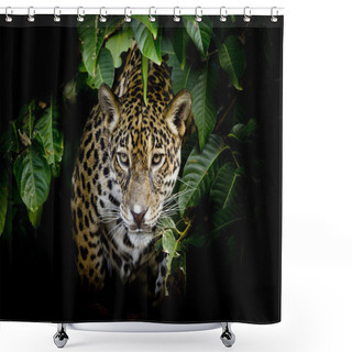 Personality  Jaguar Portrait Shower Curtains