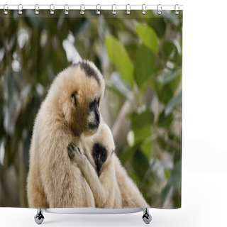 Personality  White Faced Gibbon And Infant Shower Curtains