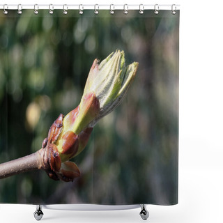 Personality  Horse Chestnut Bud Shower Curtains