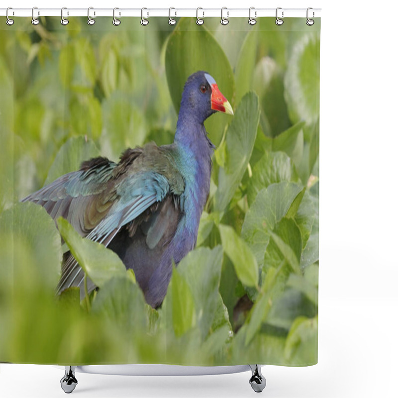 Personality  Purple Gallinule In A Marsh - Chagres River, Panama Shower Curtains