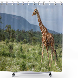 Personality  Giraffe In The Wild, East Africa Shower Curtains