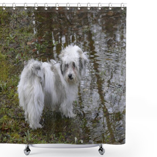 Personality  Portrait Of Havanese- Puppy At The Pond Shower Curtains