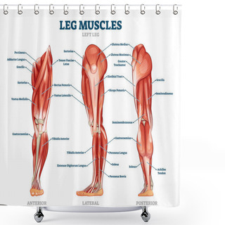 Personality  Leg Muscle Anatomical Structure, Labeled Front, Side And Back View Diagrams Shower Curtains