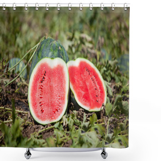 Personality  Watermelon Growing Shower Curtains