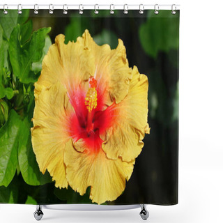 Personality  Beautiful Yellow And Red Chinese Hibiscus Flower At Full Bloom Shower Curtains