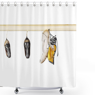 Personality  An Emerging Plain Tiger Butterfly And Pupae On A Stick, Isolated On White Shower Curtains