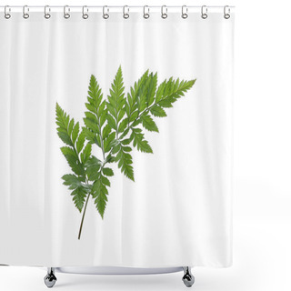 Personality  Green Fern Leaf Isolated On White Background Shower Curtains