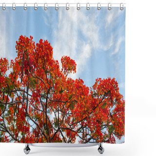 Personality  Royal Poinciana Shower Curtains