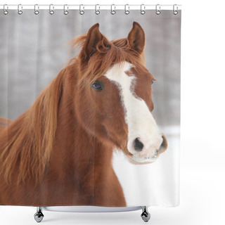 Personality  Portrait Of Nice Chestnut Horse In Winter Shower Curtains