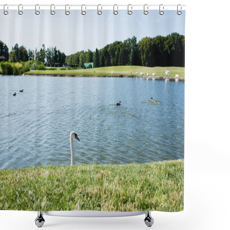 Personality  Selective Focus Of White Swans Swimming In Lake  Shower Curtains