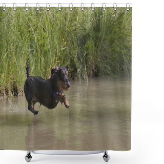 Personality  Enthusiastic Rough-haired Dachshund Exercises  Water Work  Shower Curtains