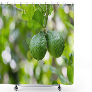Personality  Leech Lime Or Bergamot Shower Curtains
