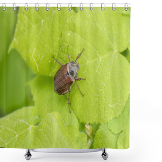 Personality   May Beetle Insect On Leaf Shower Curtains