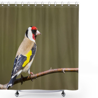 Personality  Goldfinch (Carduelis-carduelis) Shower Curtains