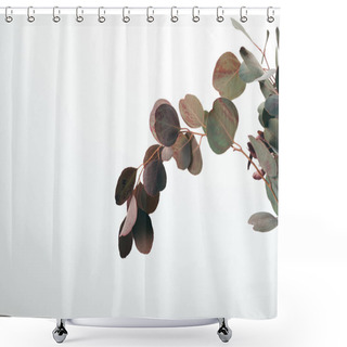 Personality  Decorative Green Eucalyptus Branches Isolated On White Shower Curtains
