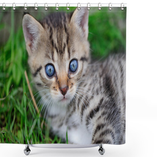 Personality  Lovely Kitty With Blue Eyes In The Child Hands Shower Curtains